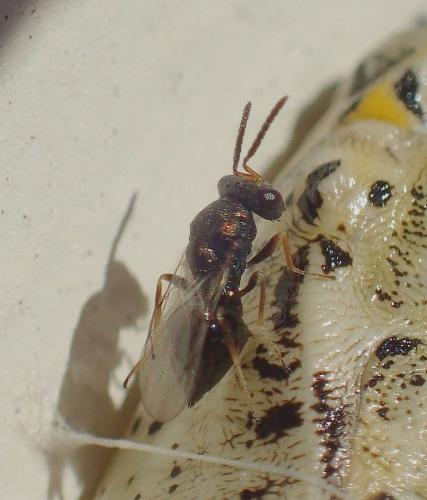 Réf. 220 416 : Pteromalini inconnu